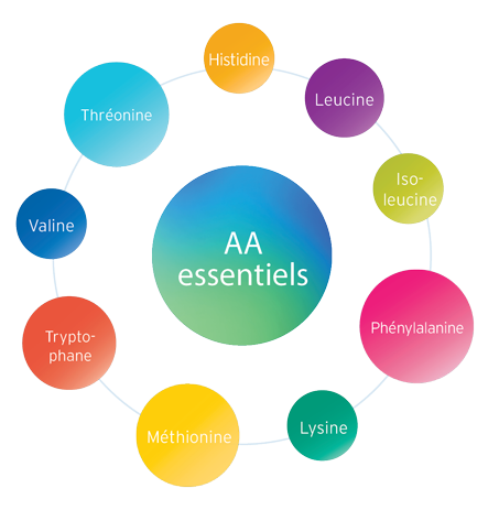 Fresubin Shot : profil complet en acides aminés essentiels