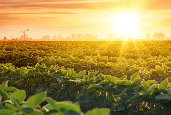soyfarm