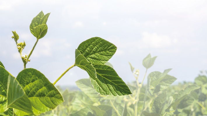 Close-up of fresh green soy leaves symbolizing the plant-based protein source in Fresubin Plant-Based tube feed.