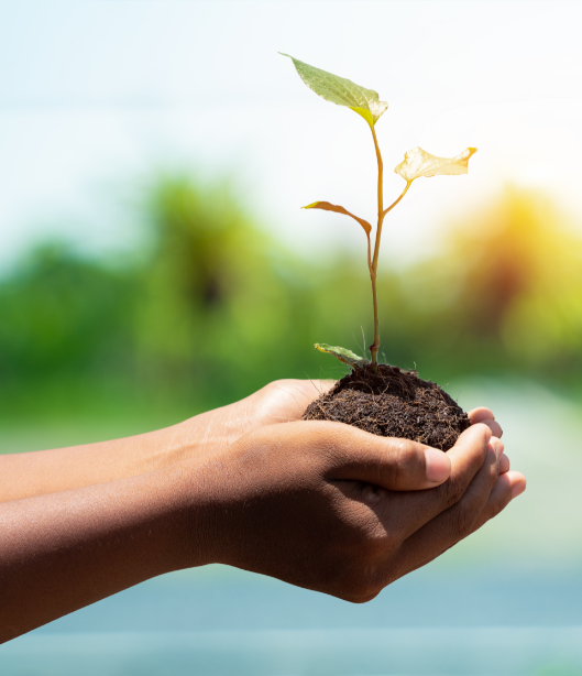 Caring for a plant